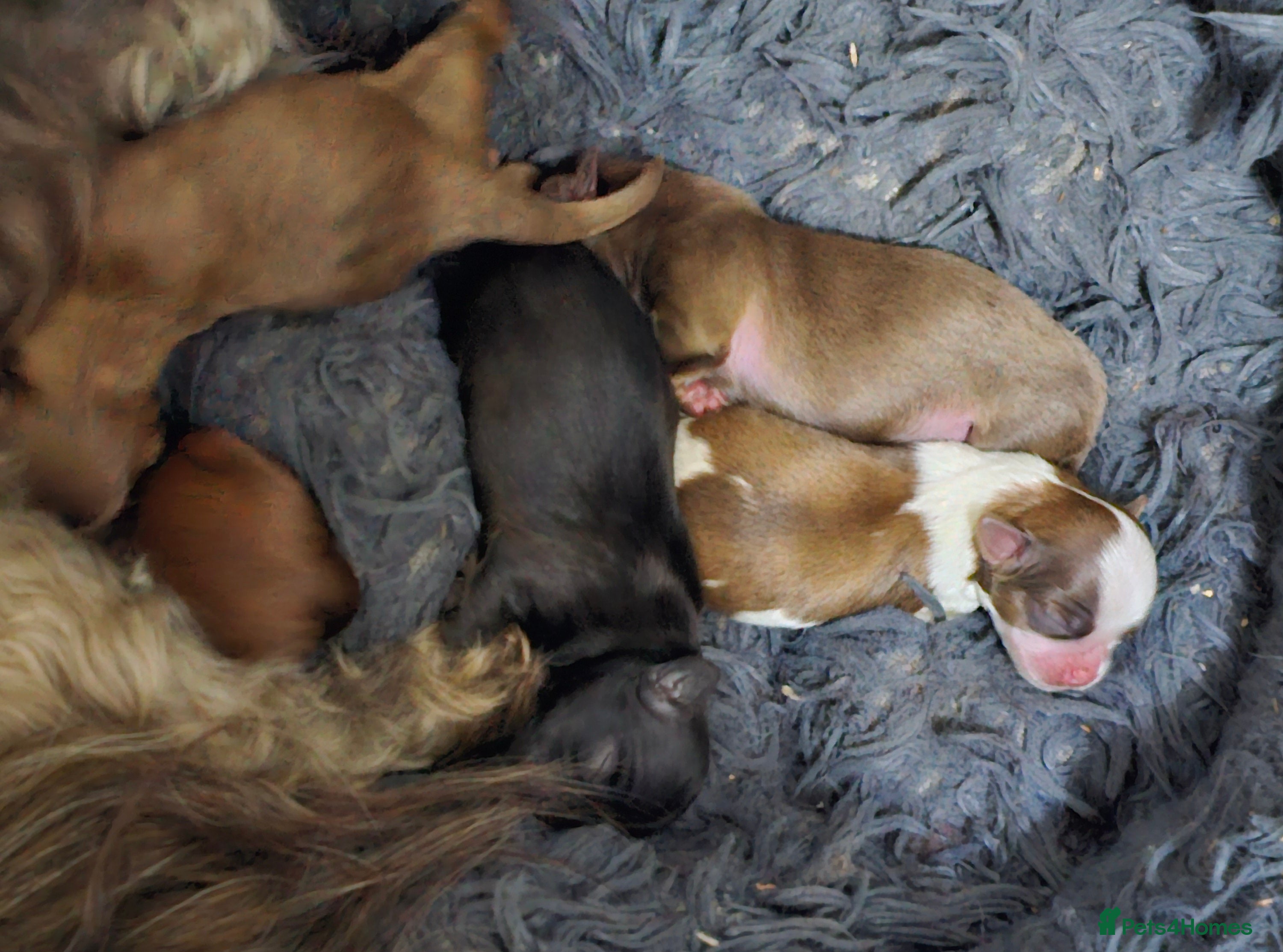 Shih Tzu dogs for sale: Choc Liver Shih Tzu puppies - Advert 2