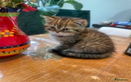 British Shorthair cats for sale: Fabulous, playful and healthy BSH kittens, rare - Image 21