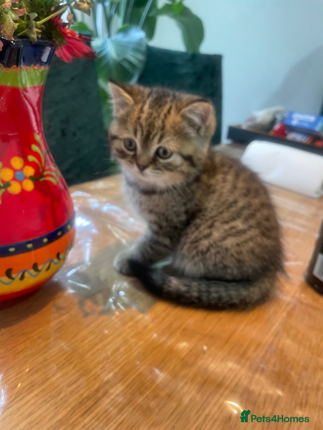 British Shorthair cats for sale: Fabulous, playful and healthy BSH kittens, rare - Image 21