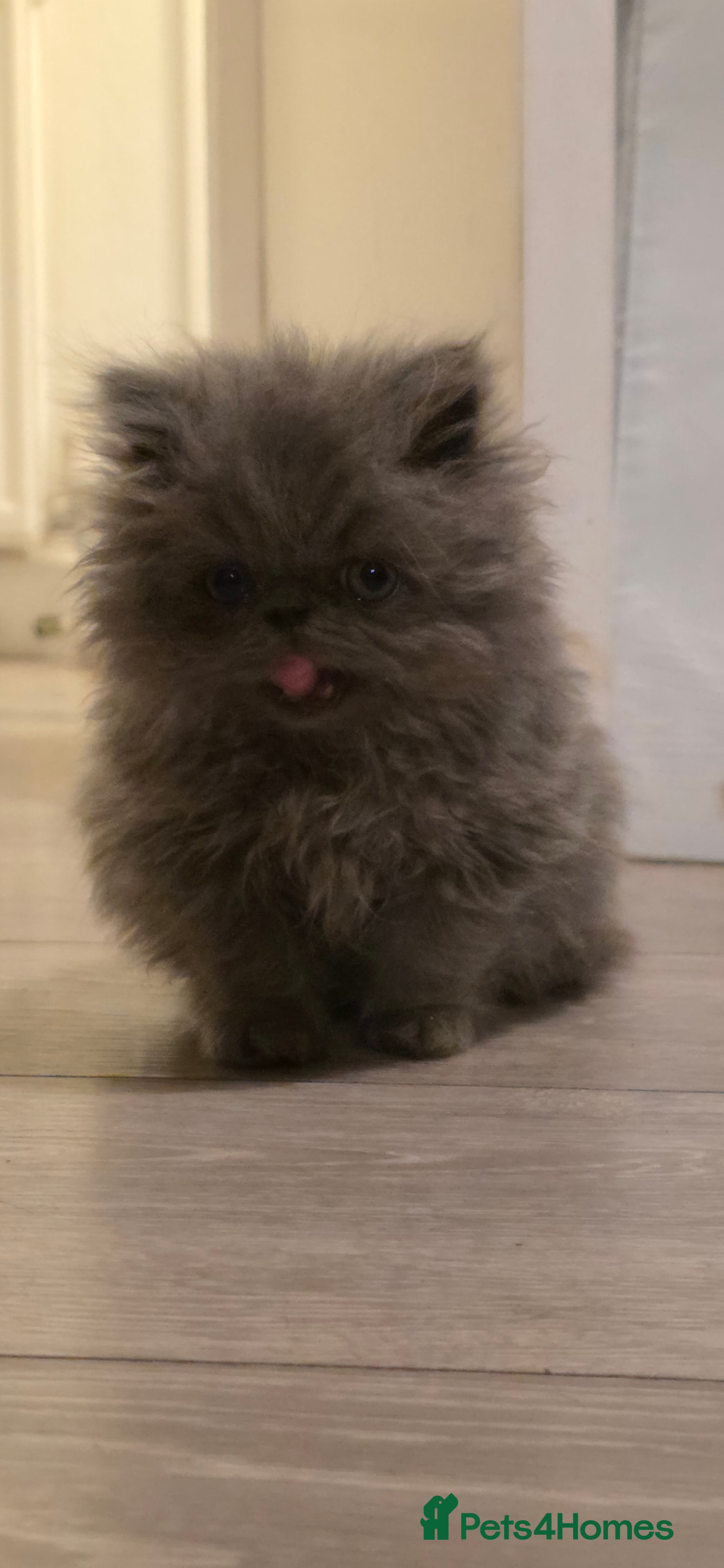 Persian cats Persian Kittens for Sale - Ready to go 19th Dec - Advert 3