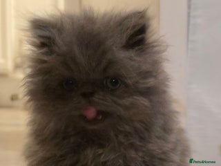Persian cats Persian Kittens for Sale - Ready to go 19th Dec - Advert 3