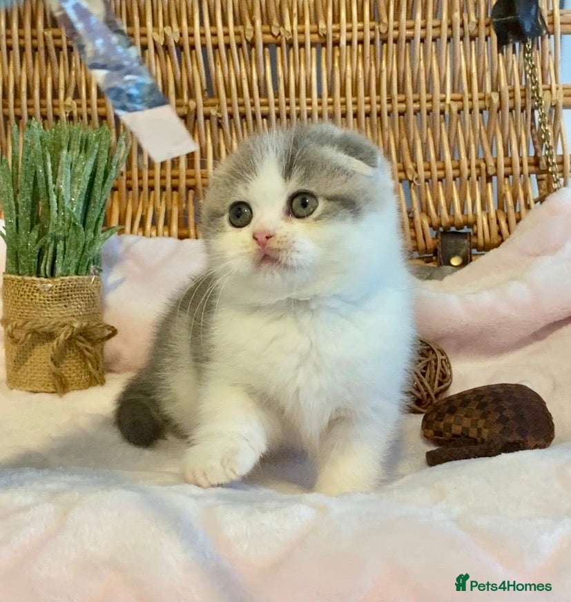 Scottish Fold cats 🧸😻CHAMPION LINE TICA ACTIVE SCOTTISH/BSH😻🧸 - Advert 3