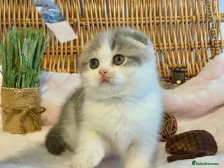 Scottish Fold cats 🧸😻CHAMPION LINE TICA ACTIVE SCOTTISH/BSH😻🧸 - Advert 3