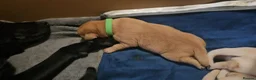 Labrador Retriever dogs for sale: Outstanding litter of 7 KC Reg Labrador Pups - Advert 5