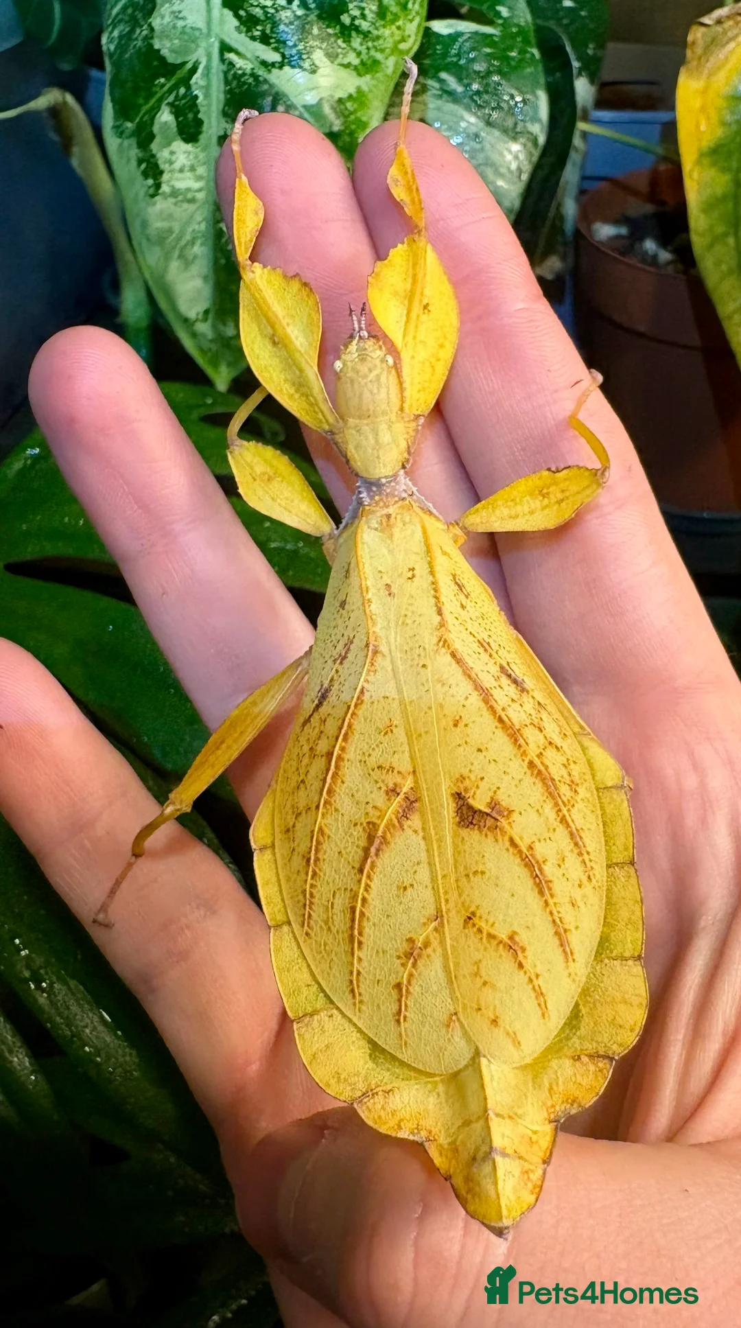 Stick Insects invertebrates for sale: Phyllium letiranti nymphs (leaf / stick insects) - Advert 8