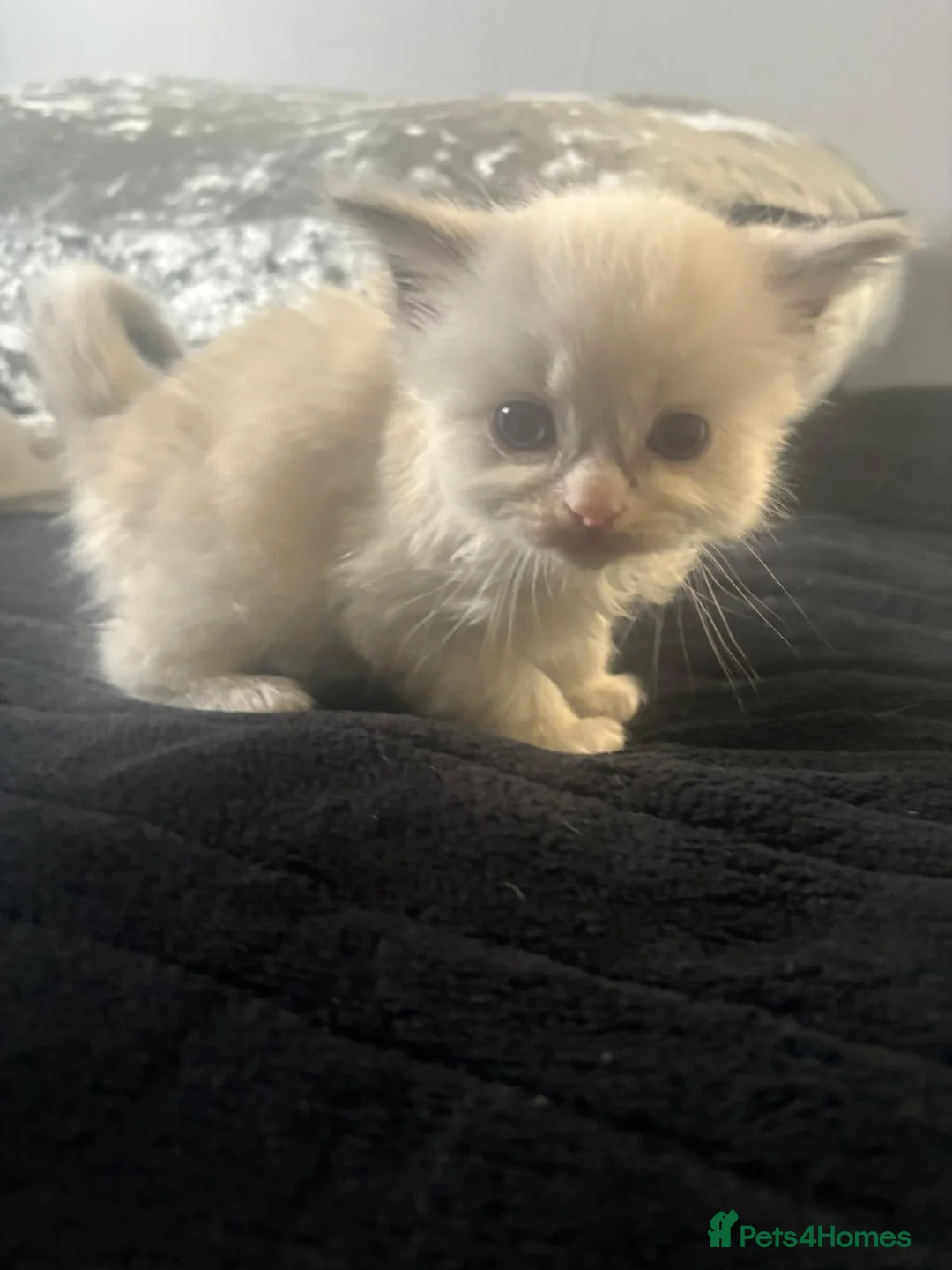 Ragdoll cats for sale: Beautiful Ragdoll kittens  - Advert 4