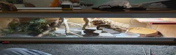 Gecko reptiles for sale: Ackie monitor and crested geckos - Advert 3