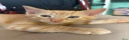 Mixed Breed cats for sale: Adorable kittens ready for loving homes - Advert 10