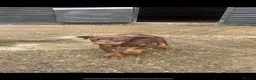 Dobermann dogs for sale: Doberman puppies  - Advert 3