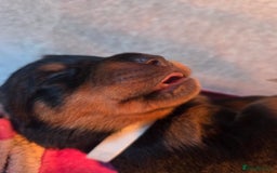 Rottweiler dogs for sale: Rottweiler  - Image 5