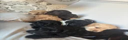 Cockapoo dogs for sale: 🐾💕7 GORGEOUS COCKAPOOS GIRLS 💕🐾 in Littlehampton - Advert 38