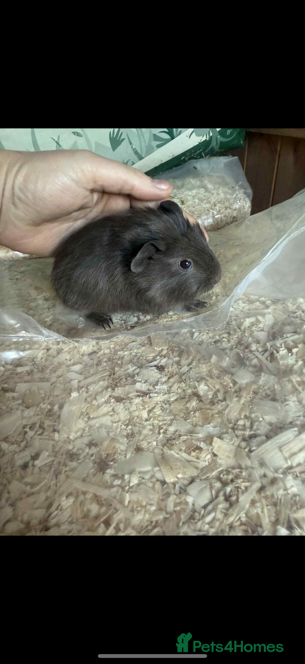 Guinea Pig rodents Self slate boar  - Advert 1