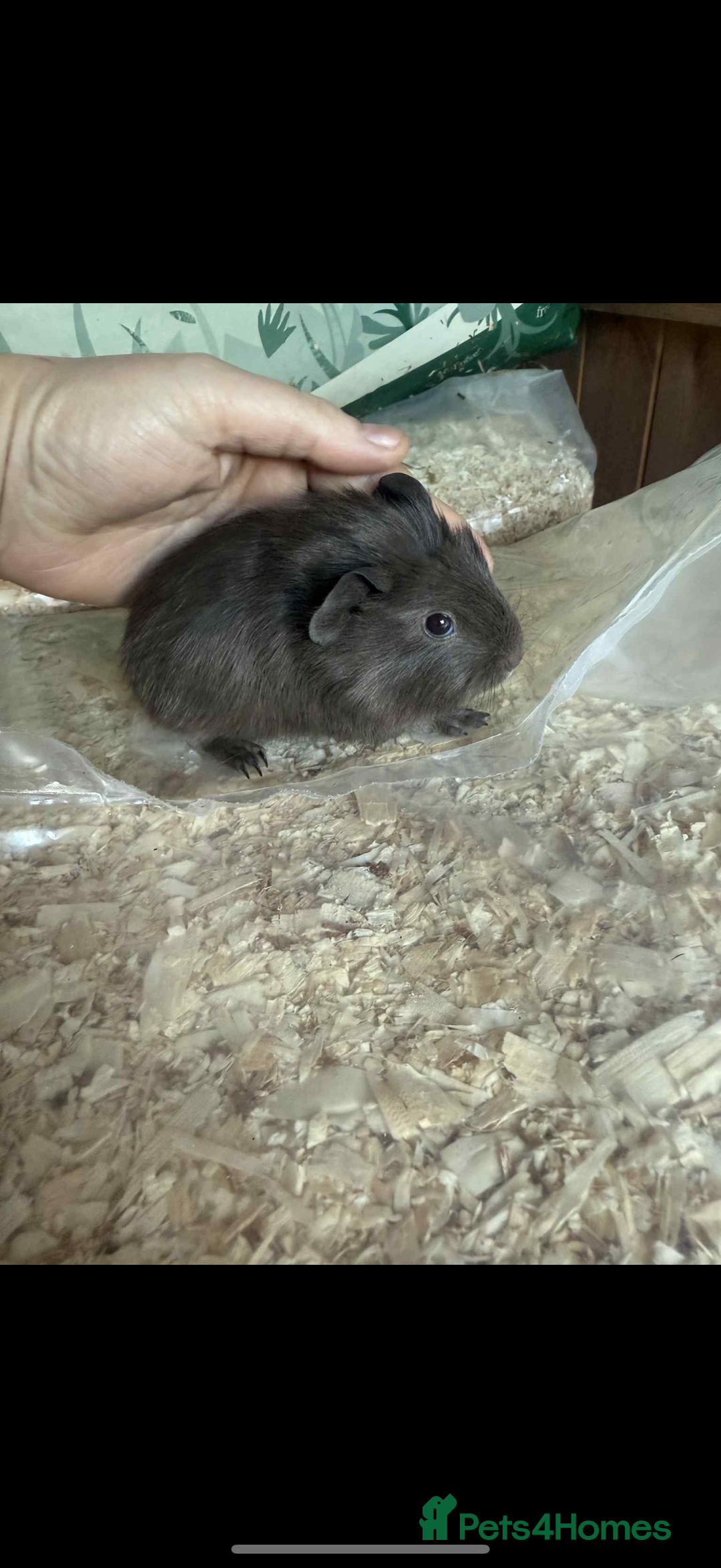 Guinea Pig rodents for sale: Self slate boar  - Advert 1