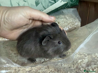 Guinea Pig rodents Self slate boar - Advert 4