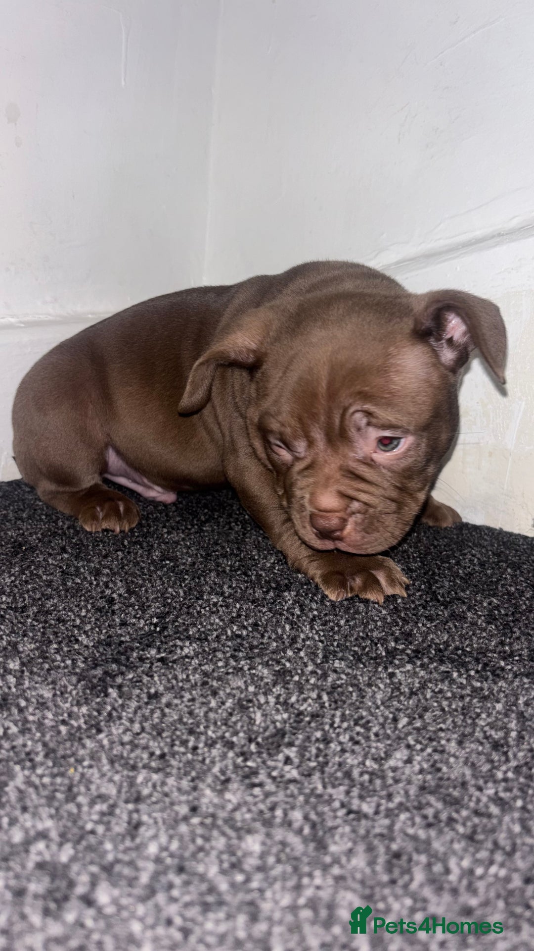 American Bully dogs for sale: Pocket bully pups ready too leave 11th dec - Advert 18