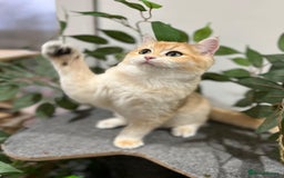 British Shorthair cats for sale: Active TICA Golden Chinchilla British Shorthair  - Advert 2