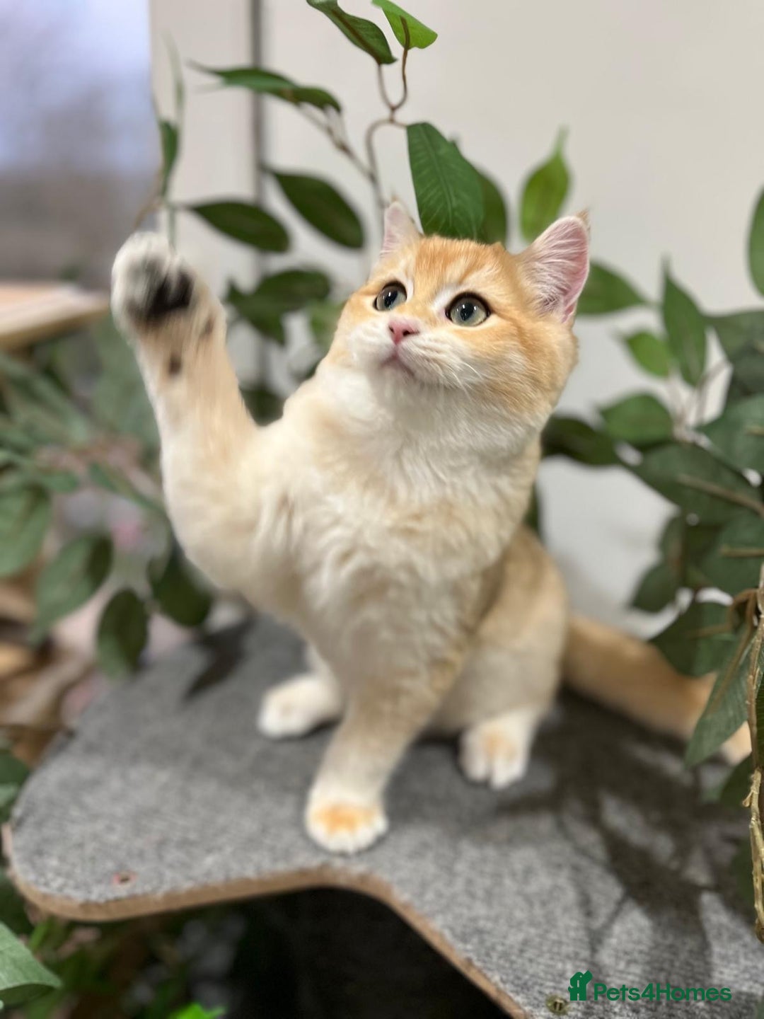 British Shorthair cats for sale: Active TICA Golden Chinchilla British Shorthair  - Advert 2