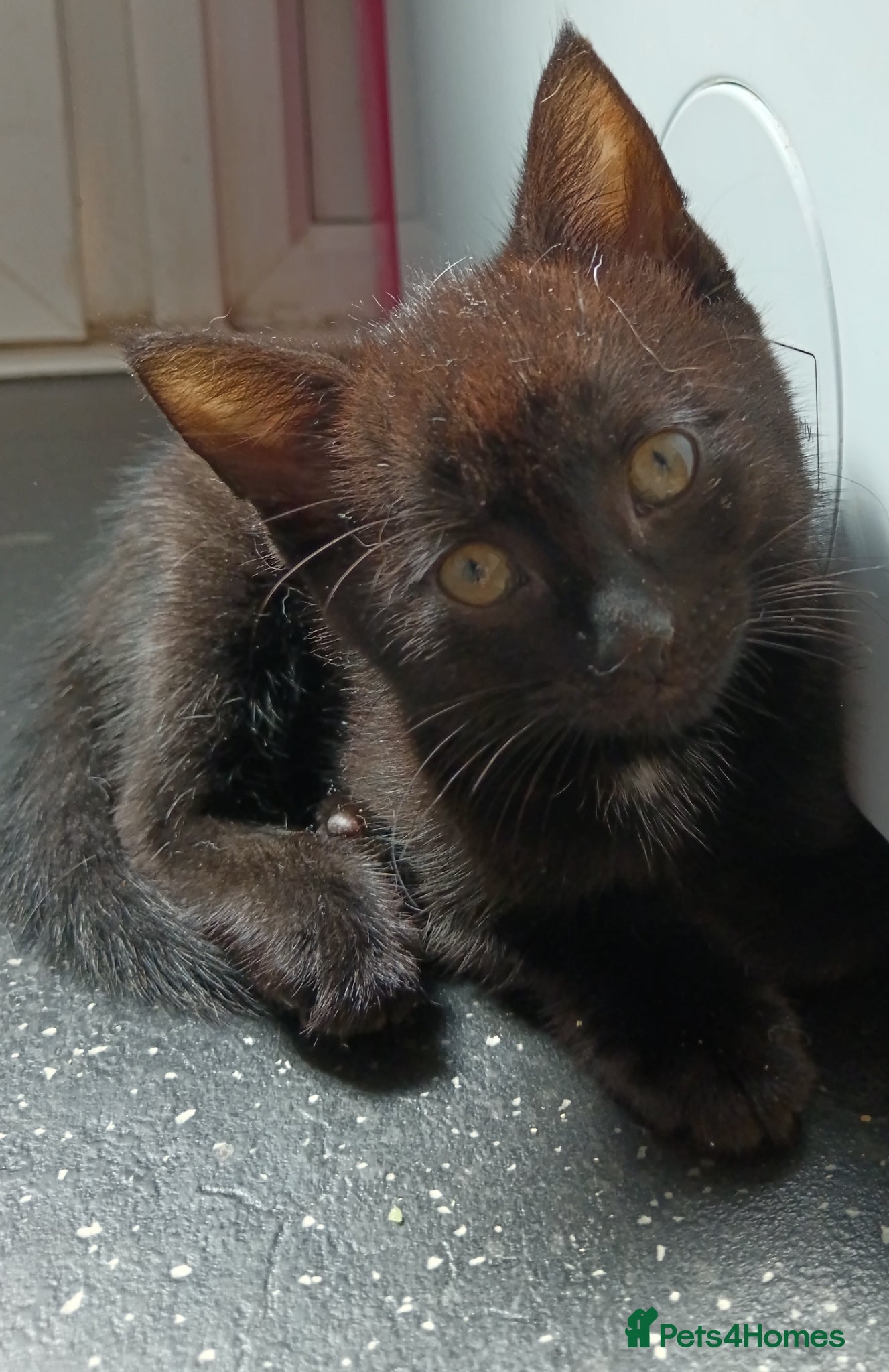 Mixed Breed Kitten 4