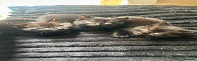 Mixed Breed Kitten 3
