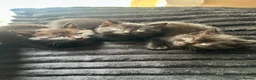Mixed Breed cats for sale: Gorgeous kittens  - Advert 7