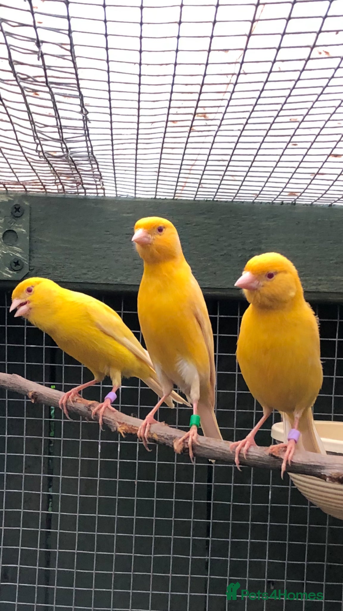 Canaries birds Satinette canaries crossed with Raza - Advert 9