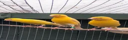 Canaries birds for sale: Satinette canaries crossed with Raza in Middlesbrough - Advert 1