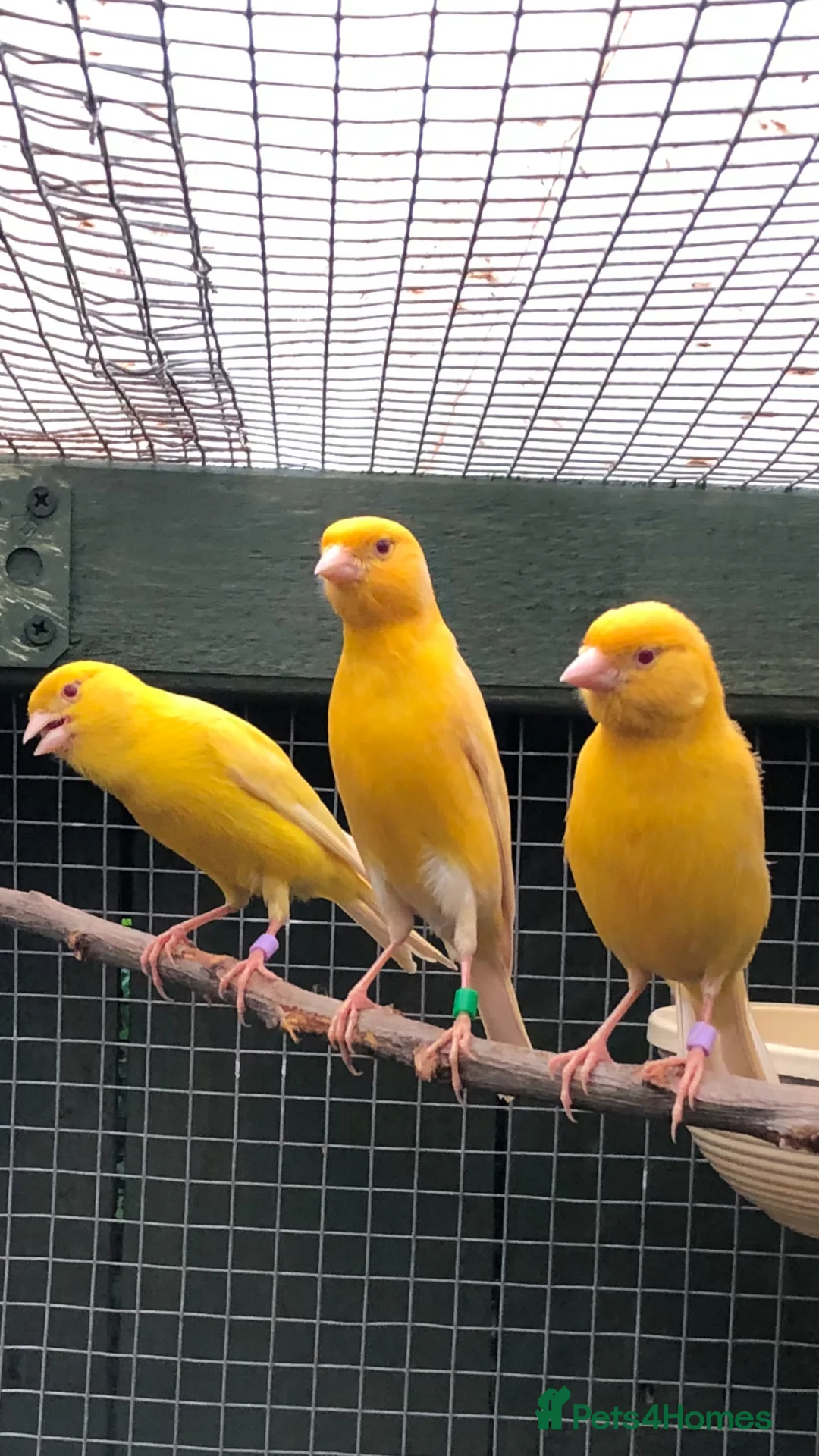 Canaries birds for sale: Satinette canaries crossed with Raza in Middlesbrough - Advert 1