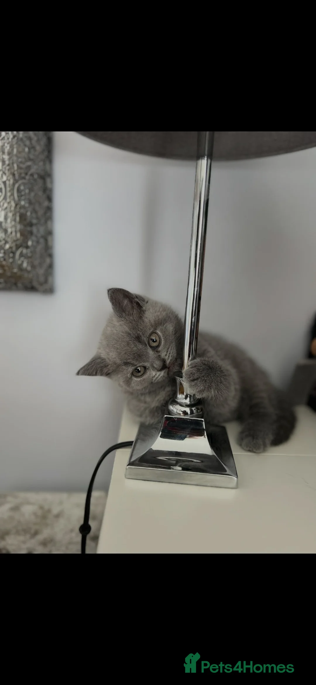 British Shorthair cats for sale: Full British Blue in Reading - Advert 4