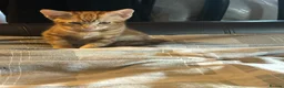 Mixed Breed cats for sale: ADORABLE KITTEN LOOKING FOR THERE FOREVER HOME in London - Advert 10