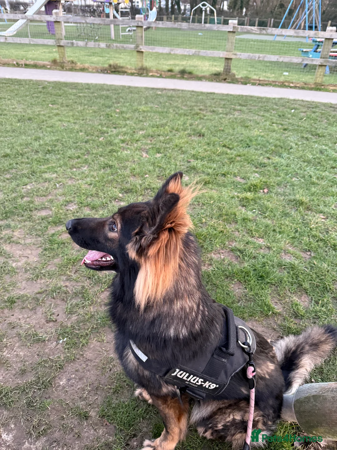 German Shepherd dogs for sale: Gorgeous temperament girl looking for a new home  in Bognor Regis - Advert 4