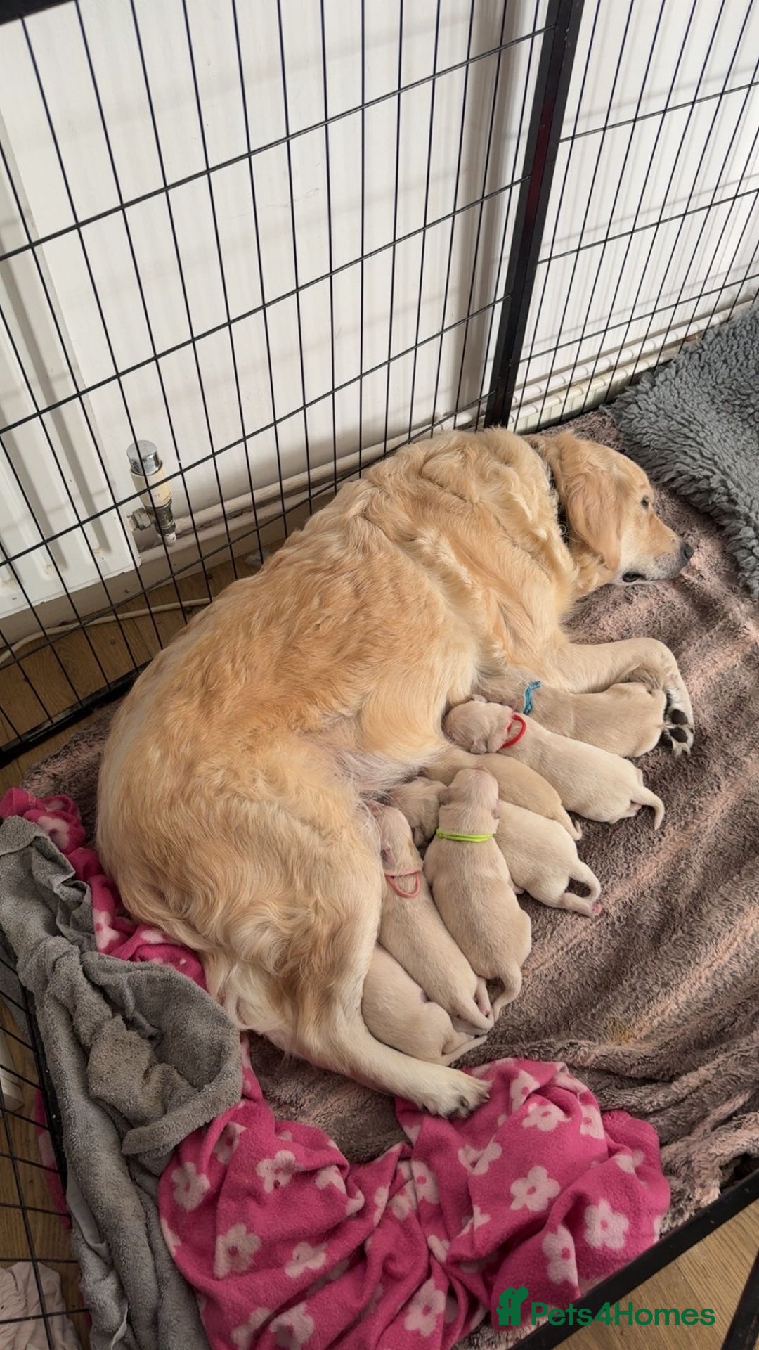 Golden Retriever dogs for sale: Full pedigree golden retriever puppies  - Advert 1