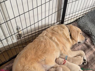 Golden Retriever dogs Full pedigree golden retriever puppies - Advert 1