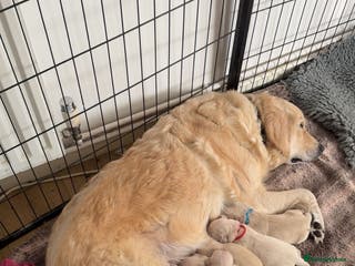 Golden Retriever dogs Full pedigree golden retriever puppies - Advert 1