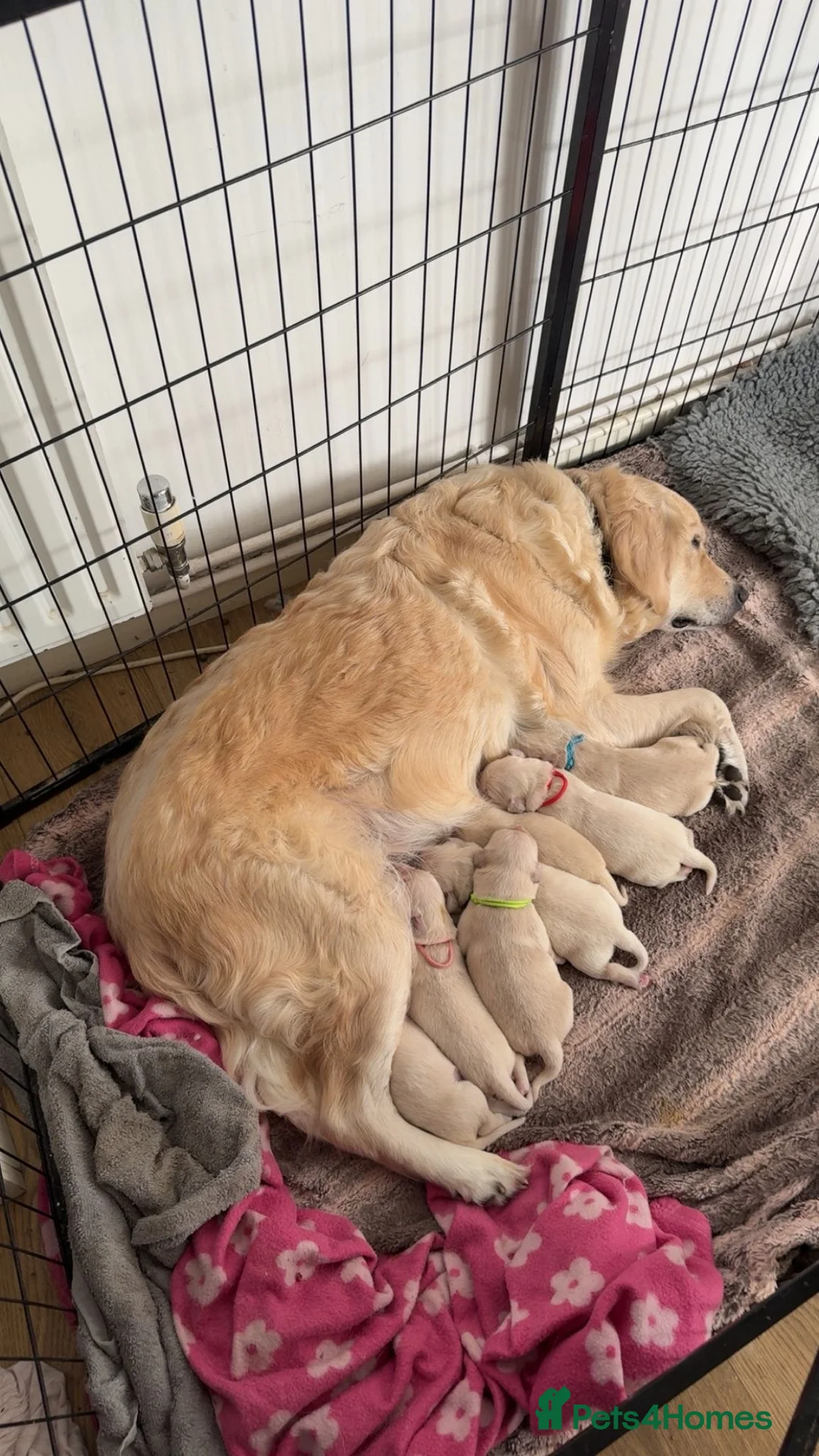 Golden Retriever dogs for sale: Full pedigree golden retriever puppies  - Advert 1
