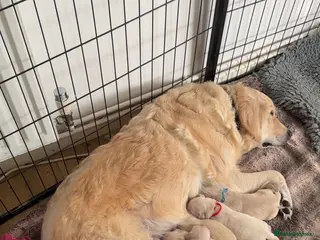 Golden Retriever dogs Full pedigree golden retriever puppies - Advert 11