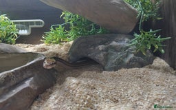 Snake reptiles for sale: African House snake - Image 6