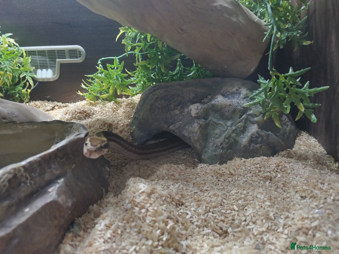 Snake reptiles for sale: African House snake - Image 6