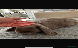 Mini Lop rabbits for sale: 2 house bunnies but can be taken separately  - Image 8