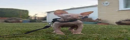 Sphynx cats for sale: Beautiful 4 month Sphynx - Advert 6