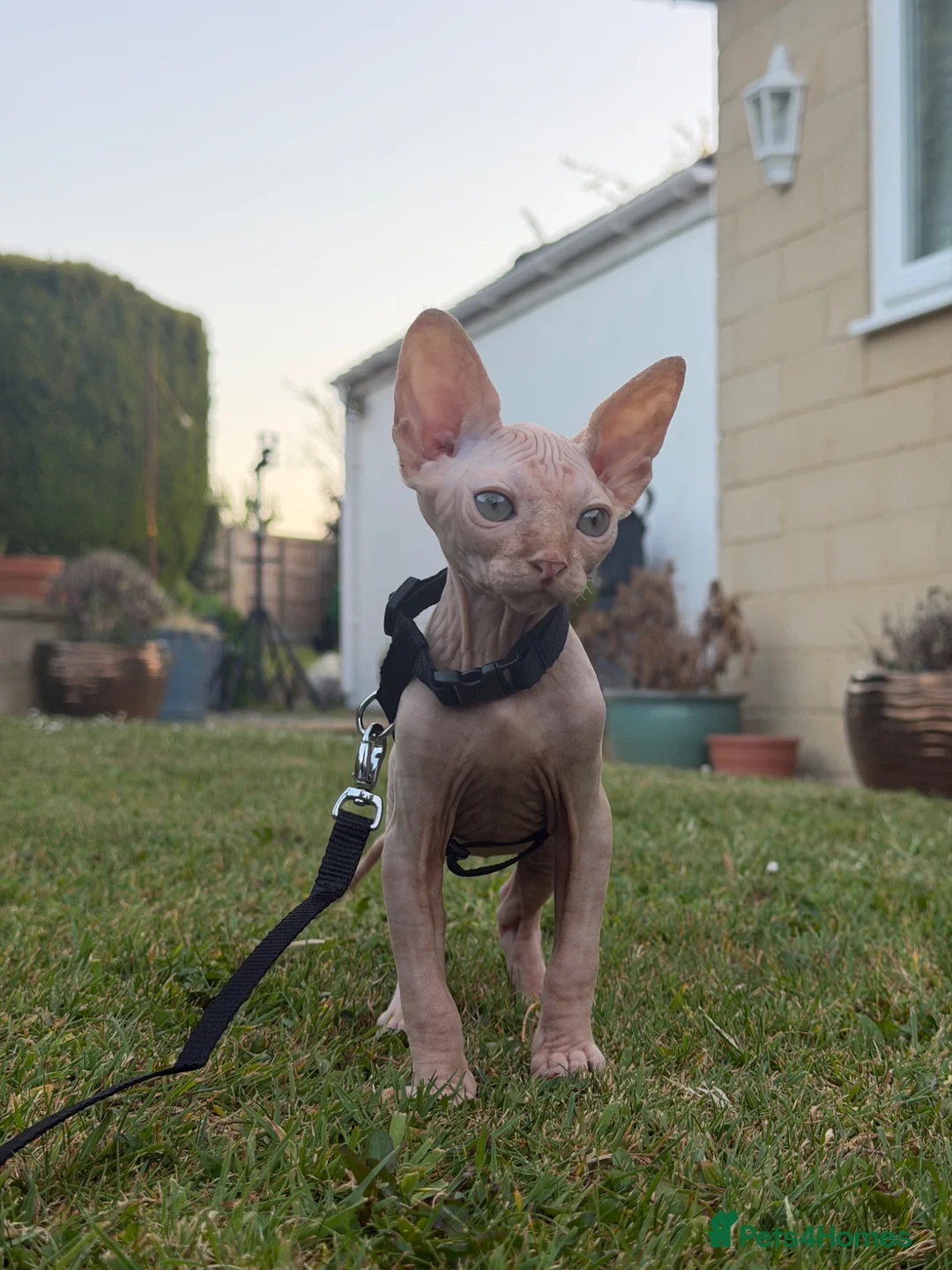 Sphynx cats for sale: Beautiful 4 month Sphynx - Advert 6
