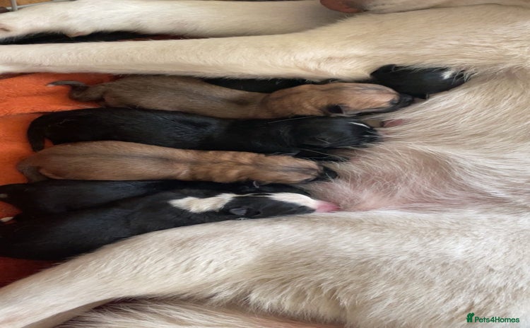 Mixed Breed dogs - Advert 1