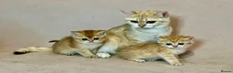 British Shorthair cats for sale: 🐾Golden British Shorthair Kittens🐾 - Advert 29