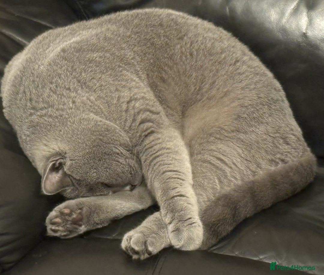 British Shorthair cats for sale: 3Year Old Male British ShortHair - Advert 6