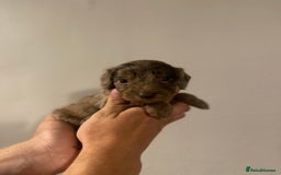 Cockapoo dogs for sale: Beautiful chocolate and Merle Cockerpoo puppies! - Image 1
