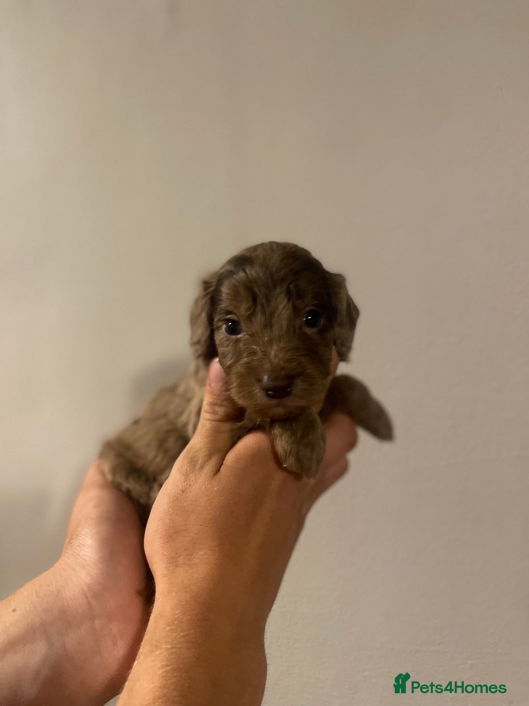 Cockapoo dogs for sale: Beautiful chocolate and Merle Cockerpoo puppies! - Image 1
