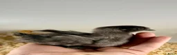Chickens poultry for sale: Hatching Eggs🐣USA Bearded Silkies,Brahmas,Vorwerk - Advert 14