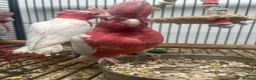 Parrots birds for sale: Hand Reared Cuddly Baby Galah Cockatoos  - Advert 5