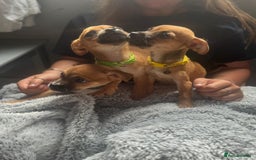 Mixed Breed dogs for sale: Chihuahua puppies £300 - Image 2