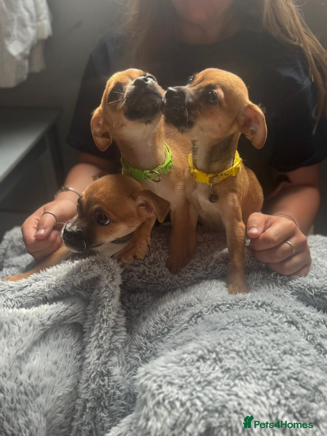 Mixed Breed dogs for sale: Chihuahua puppies £300 - Image 2