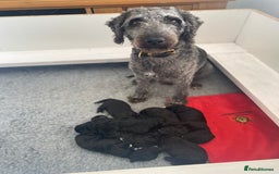 Bedlington Terrier dogs for sale: KC registered Bedlington terrier puppies - Image 1